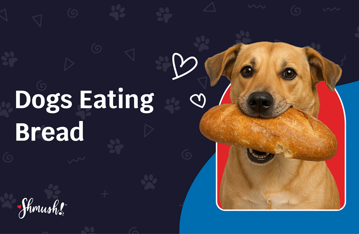 can dogs eat bread