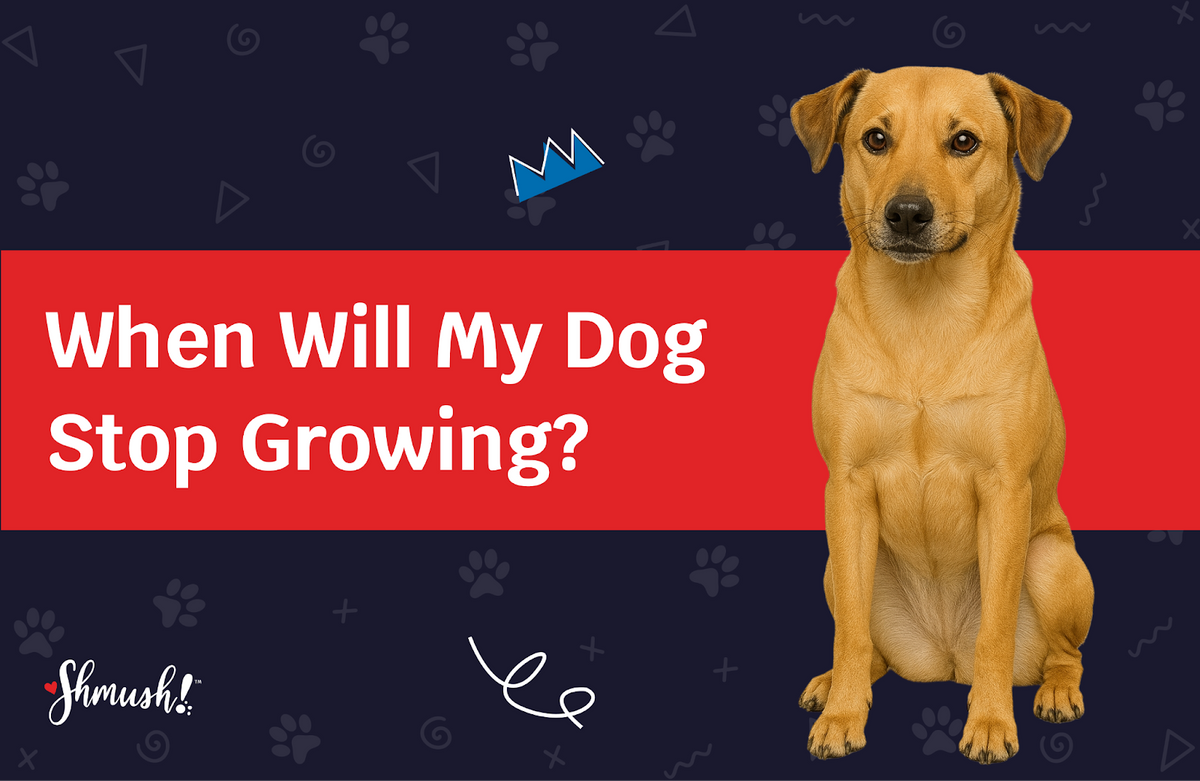 when do dogs stop growing