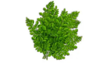 Moringa Leaves