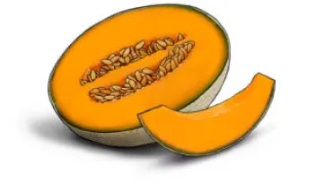 Cantaloupe