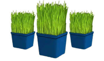 Barleygrass
