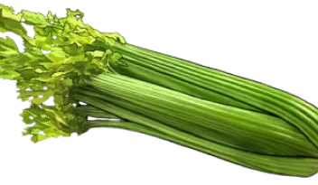 Celery