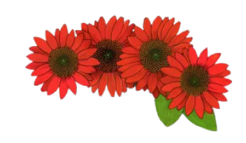 Echinacea