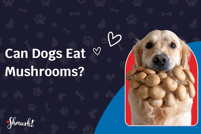 Can Dogs Eat Mushrooms?