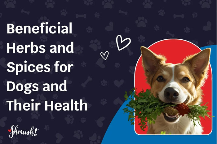 Beneficial Herbs and Spices for Dogs and Their Health