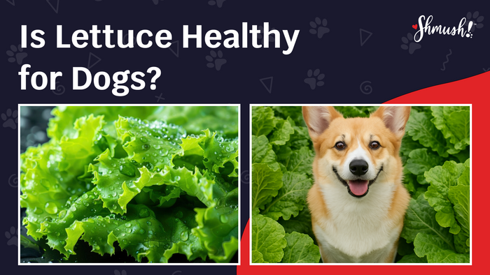 Is Lettuce Healthy for Dogs? The Best Veggies For Your Best Buddy