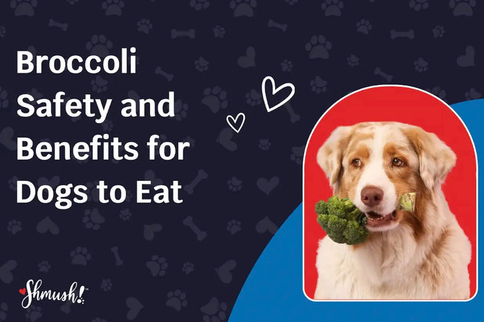 Broccoli Safety and Benefits for Dogs to Eat