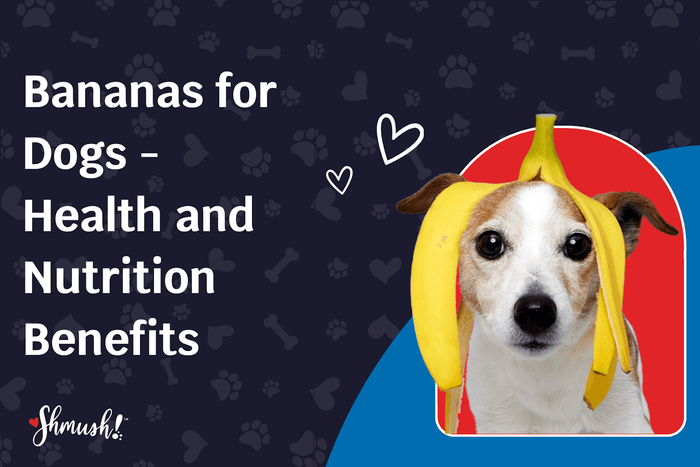 Bananas for Dogs - Health and Nutrition Benefits