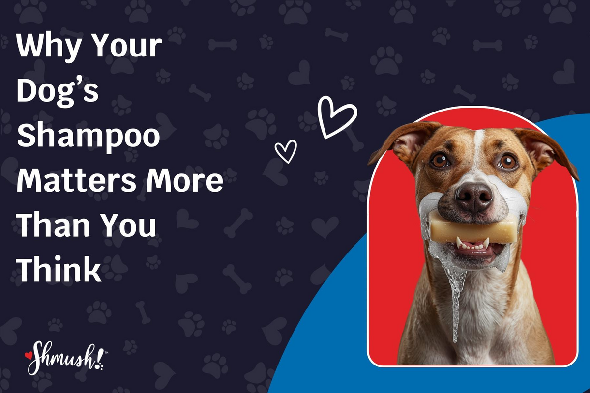 Why Your Dog’s Shampoo Matters More Than You Think