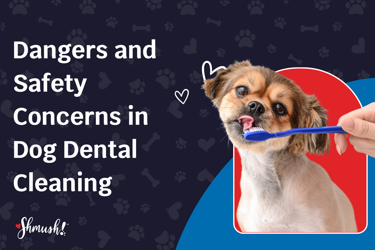 Dangers and Safety Concerns in Dog Dental Cleaning