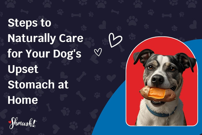 Steps to Naturally Care for Your Dog's Upset Stomach at Home