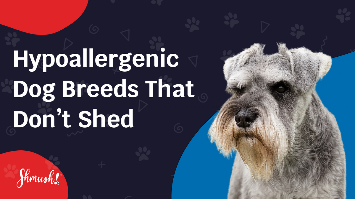 Hypoallergenic Dog Breeds That Don’t Shed
