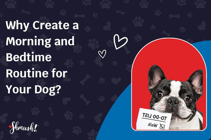 Why Create a Morning and Bedtime Routine for Your Dog?