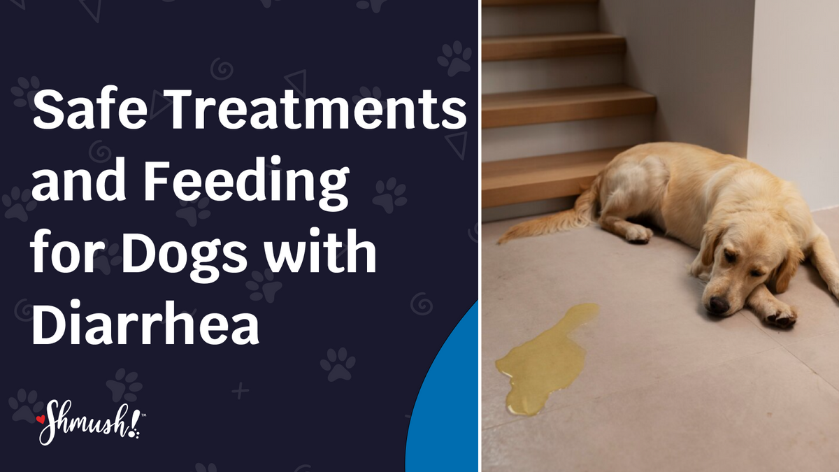 Safe Treatments and Feeding for Dogs With Diarrhea