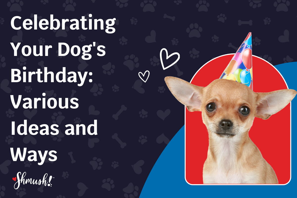 Celebrating Your Dog's Birthday: Various Ideas and Ways