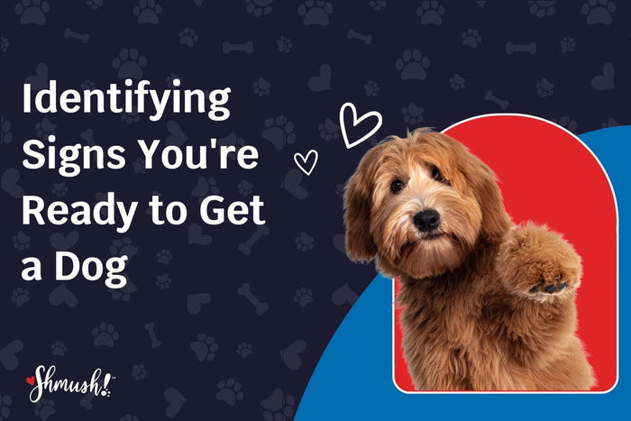 Identifying Signs You're Ready to Get a Dog