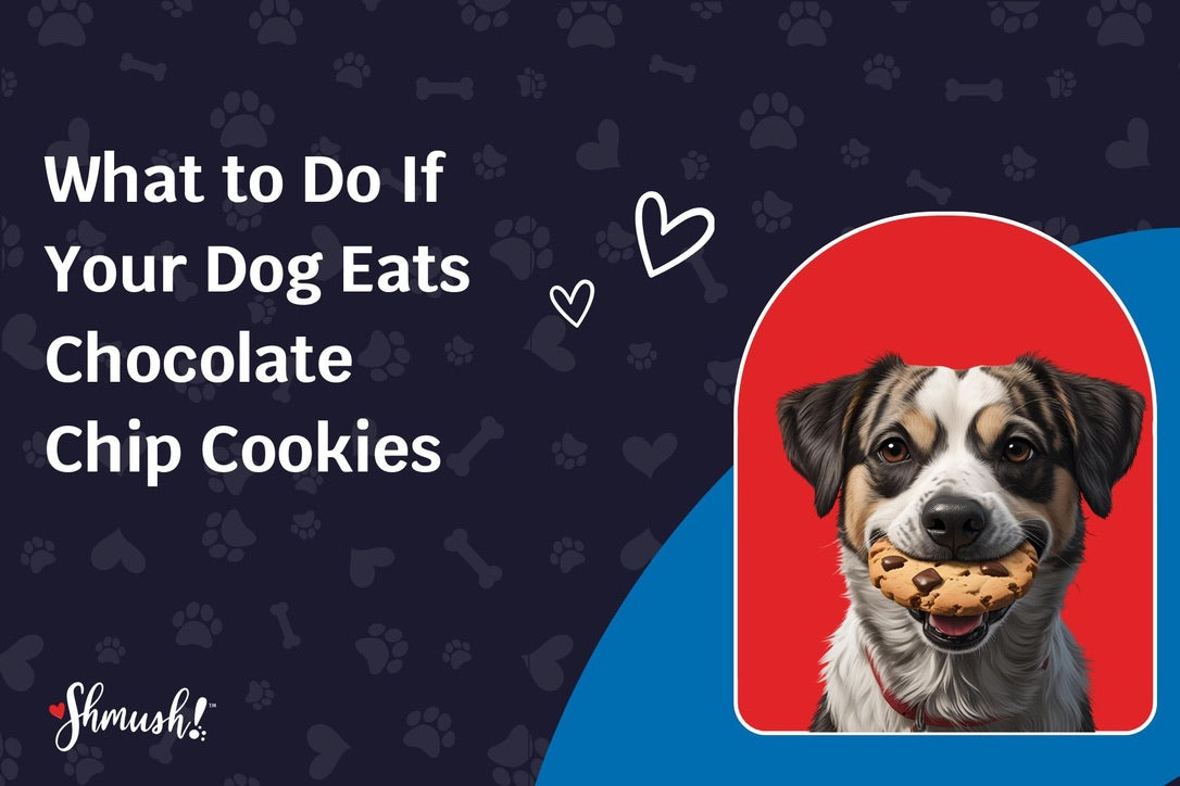 View of What to Do If Your Dog Eats Chocolate Chip Cookies – Shmush! Pets