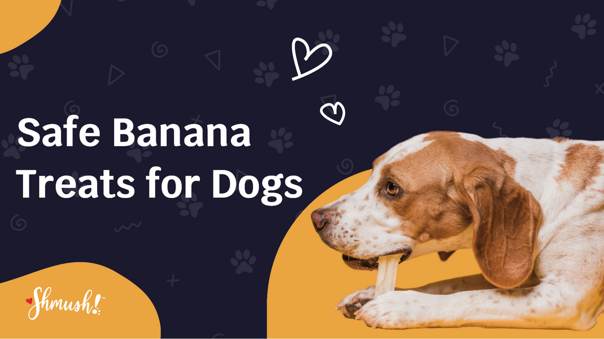 Safe Banana Treats for Dogs
