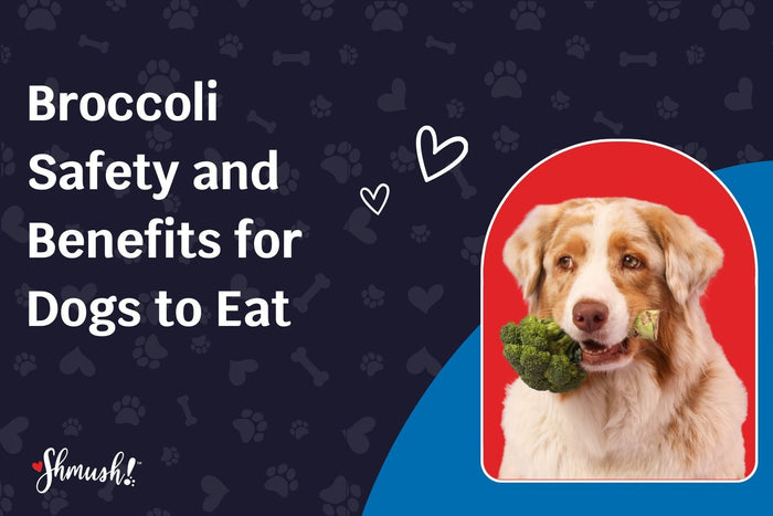 Broccoli Safety and Benefits for Dogs to Eat