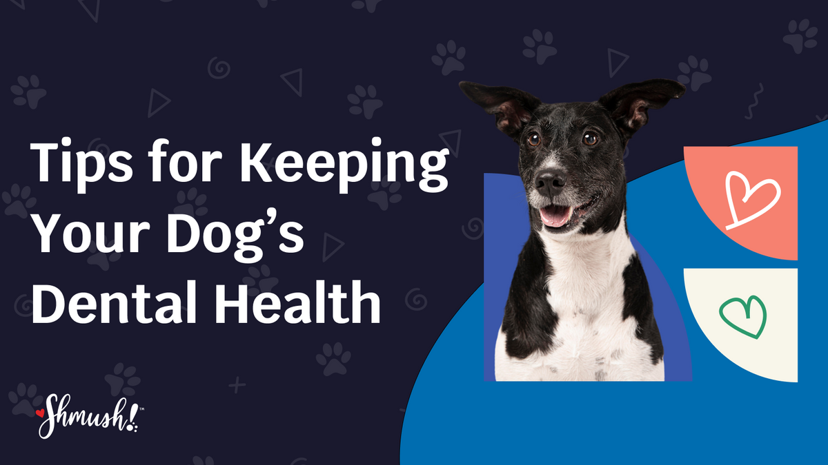 Tips for Keeping Your Dog’s Teeth Clean and Maintaining Dental Health