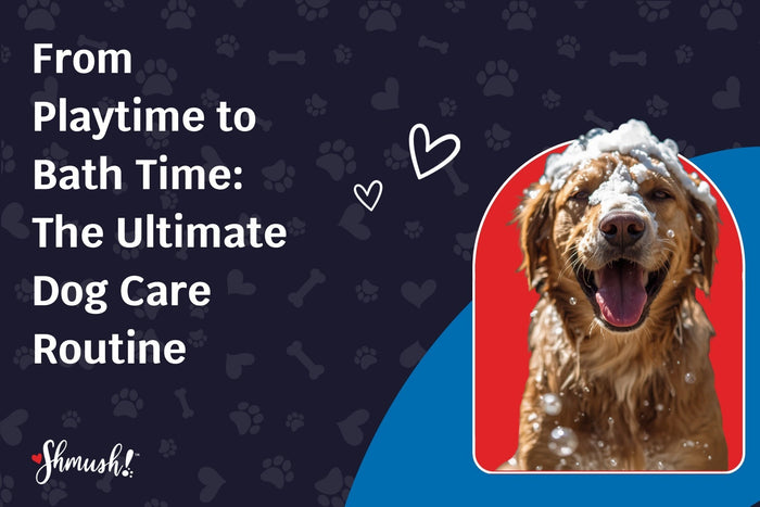 From Playtime to Bath Time: The Ultimate Dog Care Routine