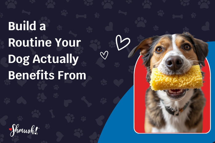 Build a Routine Your Dog Actually Benefits From