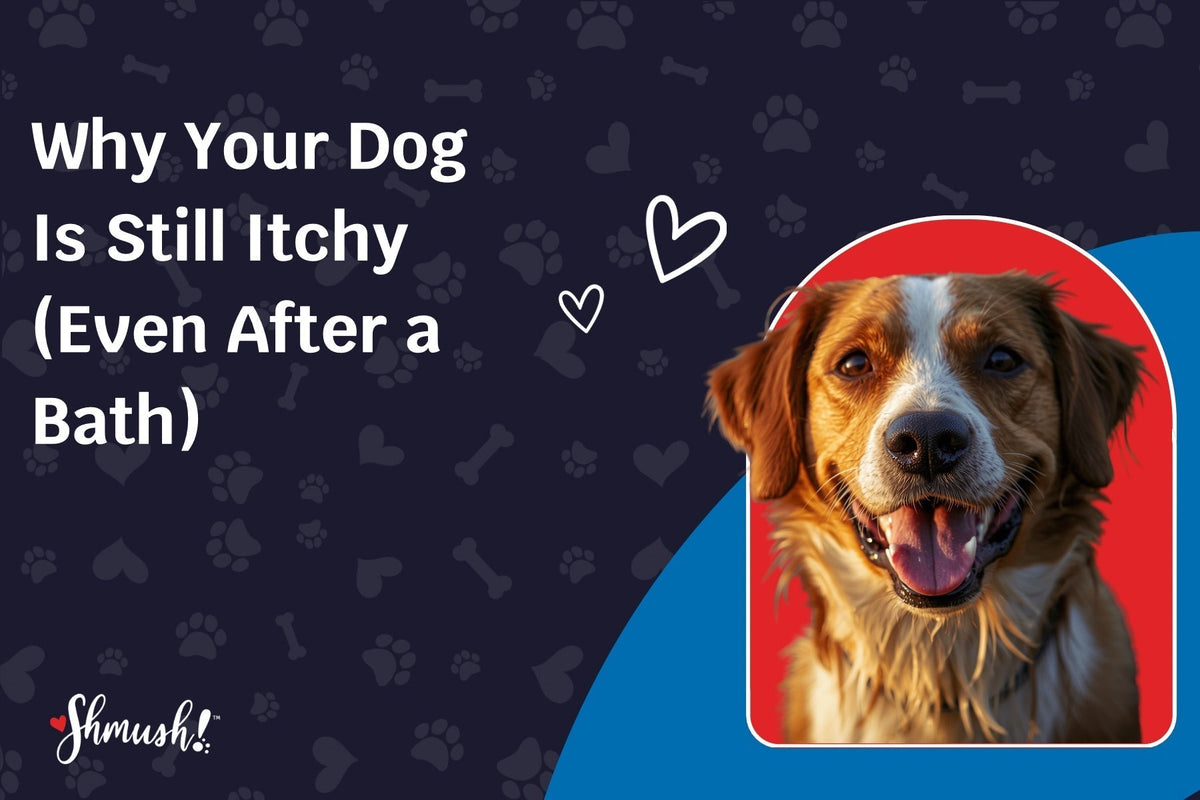 Why Your Dog Is Still Itchy (Even After a Bath)