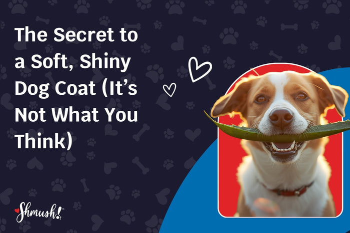 The Secret to a Soft, Shiny Dog Coat (It’s Not What You Think)