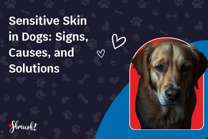 Sensitive Skin in Dogs: Signs, Causes, and Solutions