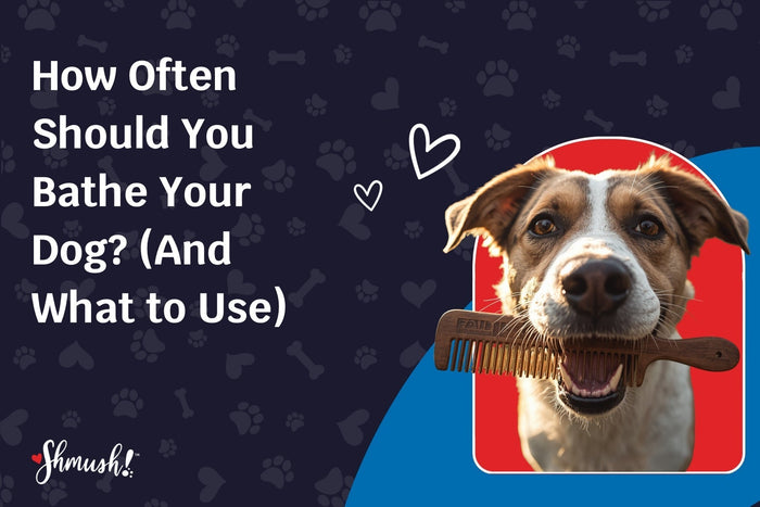 How Often Should You Bathe Your Dog? (And What to Use)