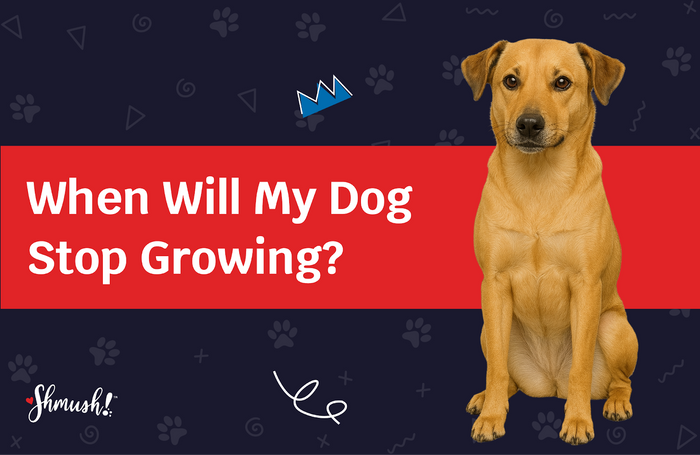 when do dogs stop growing