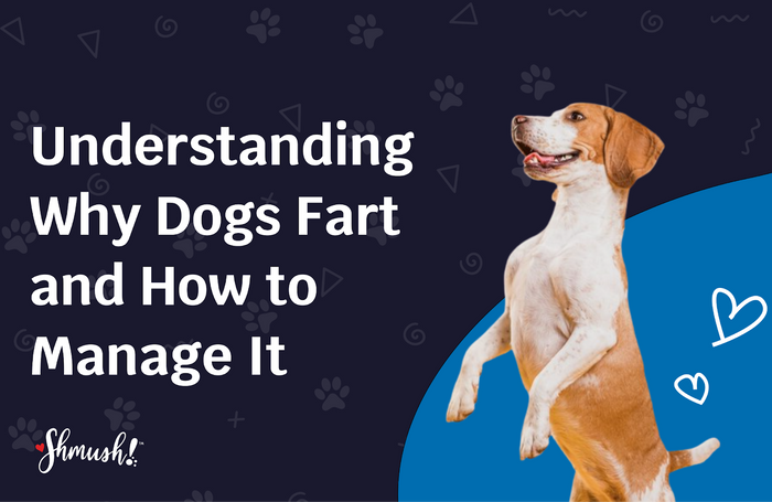 why is my dog farting so much